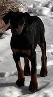 Trixie, a female Doberman Pinscher for sale in Fairbanks, IN – Photo 5 of 8