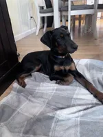 Trixie, a female Doberman Pinscher for sale in Fairbanks, IN – Photo 8 of 8