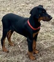 Trixie, a female Doberman Pinscher for sale in Fairbanks, IN – Photo 4 of 8