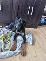 Trixie, a female Doberman Pinscher for sale in Fairbanks, IN – Photo 7 of 8