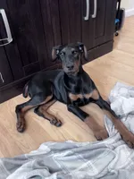 Trixie, a female Doberman Pinscher for sale in Fairbanks, IN – Photo 3 of 8