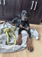 Trixie, a female Doberman Pinscher for sale in Fairbanks, IN – Photo 2 of 8
