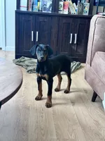 Trixie, a female Doberman Pinscher for sale in Fairbanks, IN – Photo 6 of 8