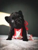 Ellie, a female French Bulldog for sale in Porter, TX – 3 of 6