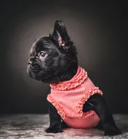 Elvira AKA Elvi, a female French Bulldog for sale in Porter, TX – 4 of 7
