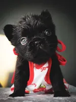 Ellie, a female French Bulldog for sale in Porter, TX – 2 of 6