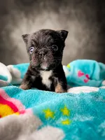 Loki , a male French Bulldog for sale in Porter, TX – 2 of 6