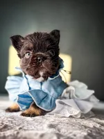 Shiloh, a female French Bulldog for sale in Porter, TX – 3 of 6