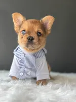 OJ, a male French Bulldog for sale in Porter, TX – Photo 4 of 4