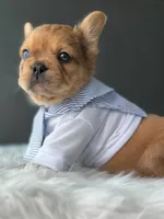 OJ, a male French Bulldog for sale in Porter, TX – Photo 3 of 4