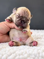 Rolo-A Little Roll of Sweetness, a male French Bulldog for sale in Porter, TX – 1 of 1