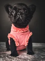 Elvira AKA Elvi, a female French Bulldog for sale in Porter, TX – 3 of 7