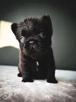 Ellie, a female French Bulldog for sale in Porter, TX – 6 of 6