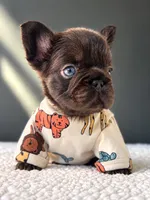 Nugget-Laid Back and Full of Love, a male French Bulldog for sale in Porter, TX – 2 of 3