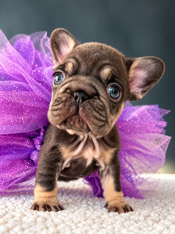 Mochi-Tiny Paws, Sweetest Heart – French Bulldog puppy for sale in Porter, TX