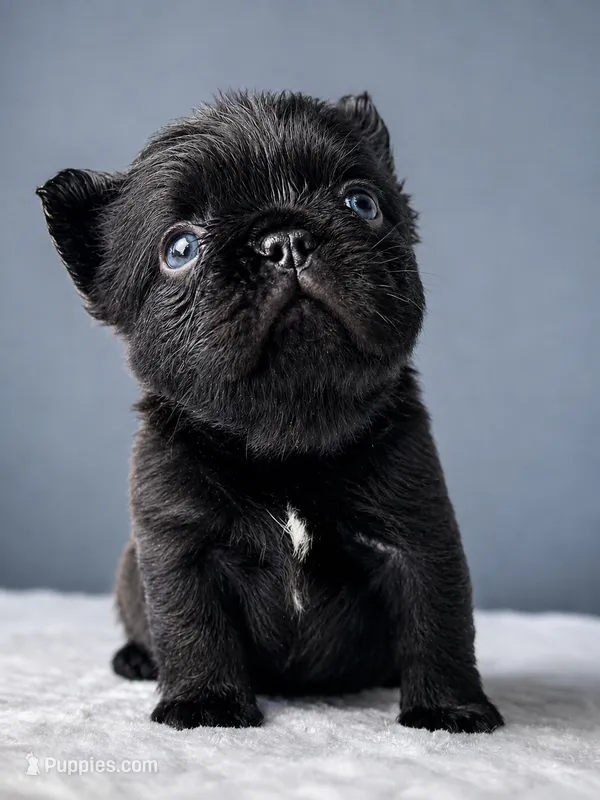 Ellie – French Bulldog puppy for sale in Porter, TX
