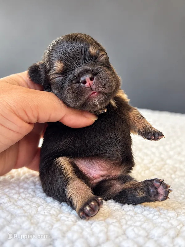 Godiva-A Little Piece of Heaven – French Bulldog puppy for sale in Porter, TX