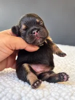 Godiva-A Little Piece of Heaven, a female French Bulldog for sale in Porter, TX – 1 of 1