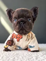 Nugget-Laid Back and Full of Love, a male French Bulldog for sale in Porter, TX – 3 of 3