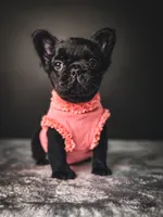 Elvira AKA Elvi, a female French Bulldog for sale in Porter, TX – 2 of 7