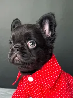 Yogi the Bear, a male French Bulldog for sale in Porter, TX – 3 of 6