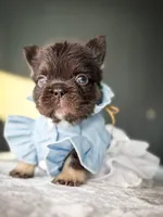 Shiloh, a female French Bulldog for sale in Porter, TX – 5 of 6