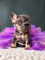 Mochi-Tiny Paws, Sweetest Heart, a female French Bulldog for sale in Porter, TX – 3 of 3