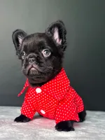 Yogi the Bear, a male French Bulldog for sale in Porter, TX – 2 of 6