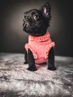 Elvira AKA Elvi, a female French Bulldog for sale in Porter, TX – 7 of 7