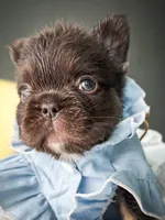 Shiloh, a female French Bulldog for sale in Porter, TX – 2 of 6