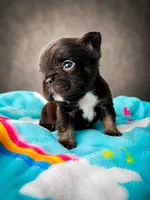 Loki , a male French Bulldog for sale in Porter, TX – 5 of 6