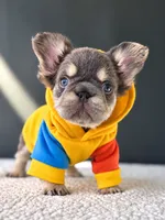 Lil Drill Bit-The Littlest Heartbreaker, a male French Bulldog for sale in Porter, TX – 5 of 5