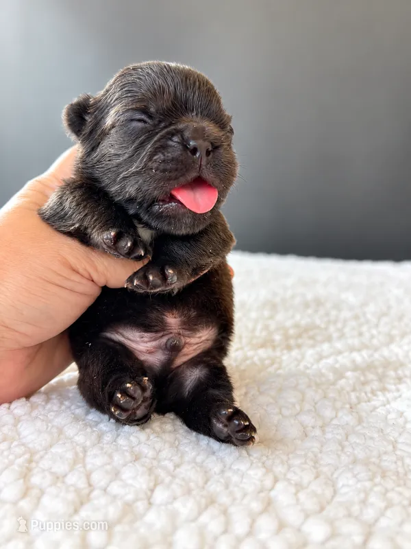 Moose-Big Name, Bigger Heart – French Bulldog puppy for sale in Porter, TX