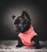 Elvira AKA Elvi, a female French Bulldog for sale in Porter, TX – 5 of 7