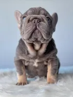 Mushie, a female French Bulldog for sale in Porter, TX – Photo 6 of 9