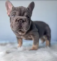 Mushie, a female French Bulldog for sale in Porter, TX – Photo 2 of 9