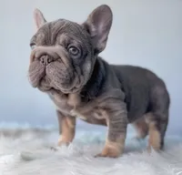 Mushie, a female French Bulldog for sale in Porter, TX – Photo 8 of 9