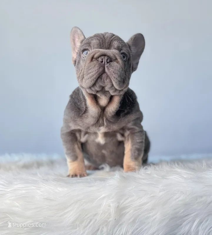 Mushie, a female French Bulldog for sale in Porter, TX – Photo 1 of 9