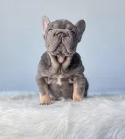 Mushie, a female French Bulldog for sale in Porter, TX – Photo 1 of 9