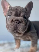 Mushie, a female French Bulldog for sale in Porter, TX – Photo 3 of 9