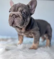 Mushie, a female French Bulldog for sale in Porter, TX – Photo 5 of 9