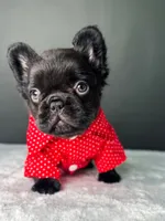 Yogi the Bear, a male French Bulldog for sale in Porter, TX – 5 of 6