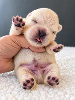 Yeti-Love at Frost Sight, a male French Bulldog for sale in Porter, TX – 1 of 1