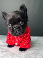 Yogi the Bear, a male French Bulldog for sale in Porter, TX – 6 of 6
