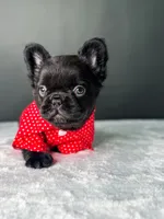 Yogi the Bear, a male French Bulldog for sale in Porter, TX – 4 of 6