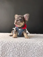 Lil Drill Bit-The Littlest Heartbreaker, a male French Bulldog for sale in Porter, TX – 4 of 5