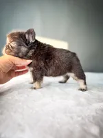 Shiloh, a female French Bulldog for sale in Porter, TX – 4 of 6
