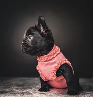 Elvira AKA Elvi, a female French Bulldog for sale in Porter, TX – 6 of 7