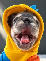 Lil Drill Bit-The Littlest Heartbreaker, a male French Bulldog for sale in Porter, TX – 2 of 5
