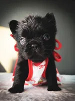 Ellie, a female French Bulldog for sale in Porter, TX – 4 of 6